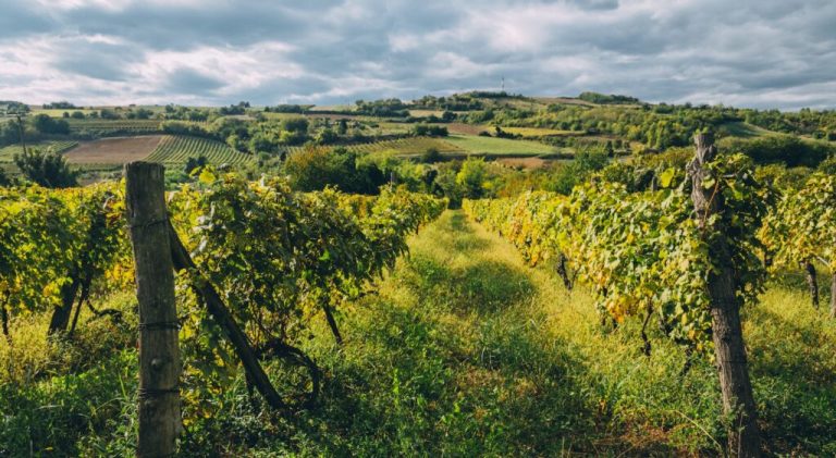 Château De Beaucastel : Un vignoble exceptionnel